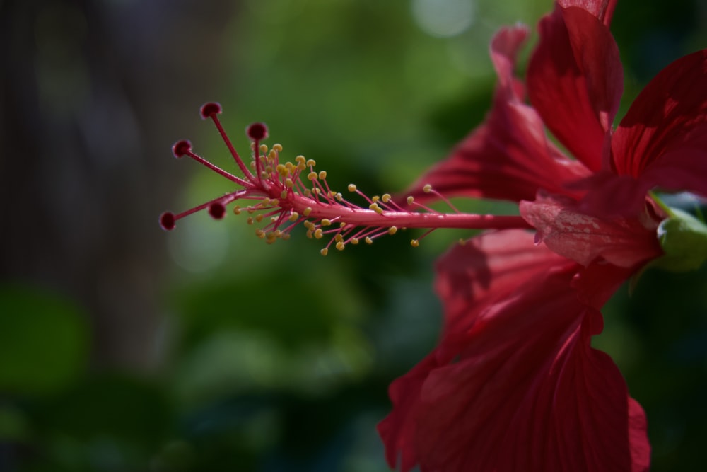 a close up of a flower