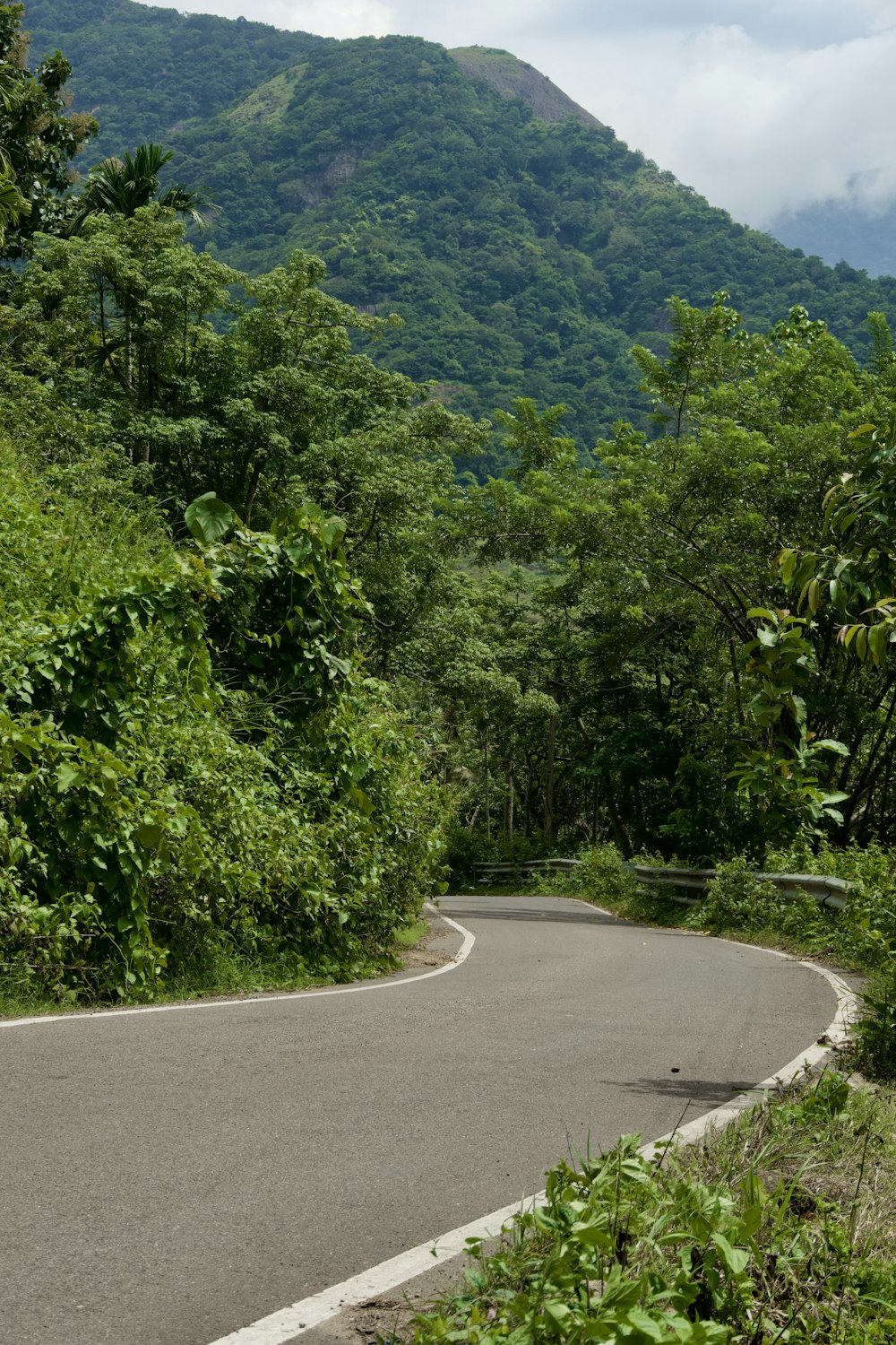 a road with trees on the side