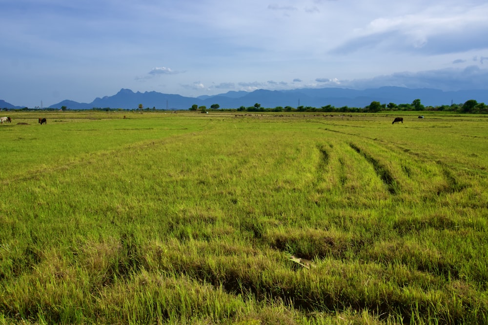 a large green field