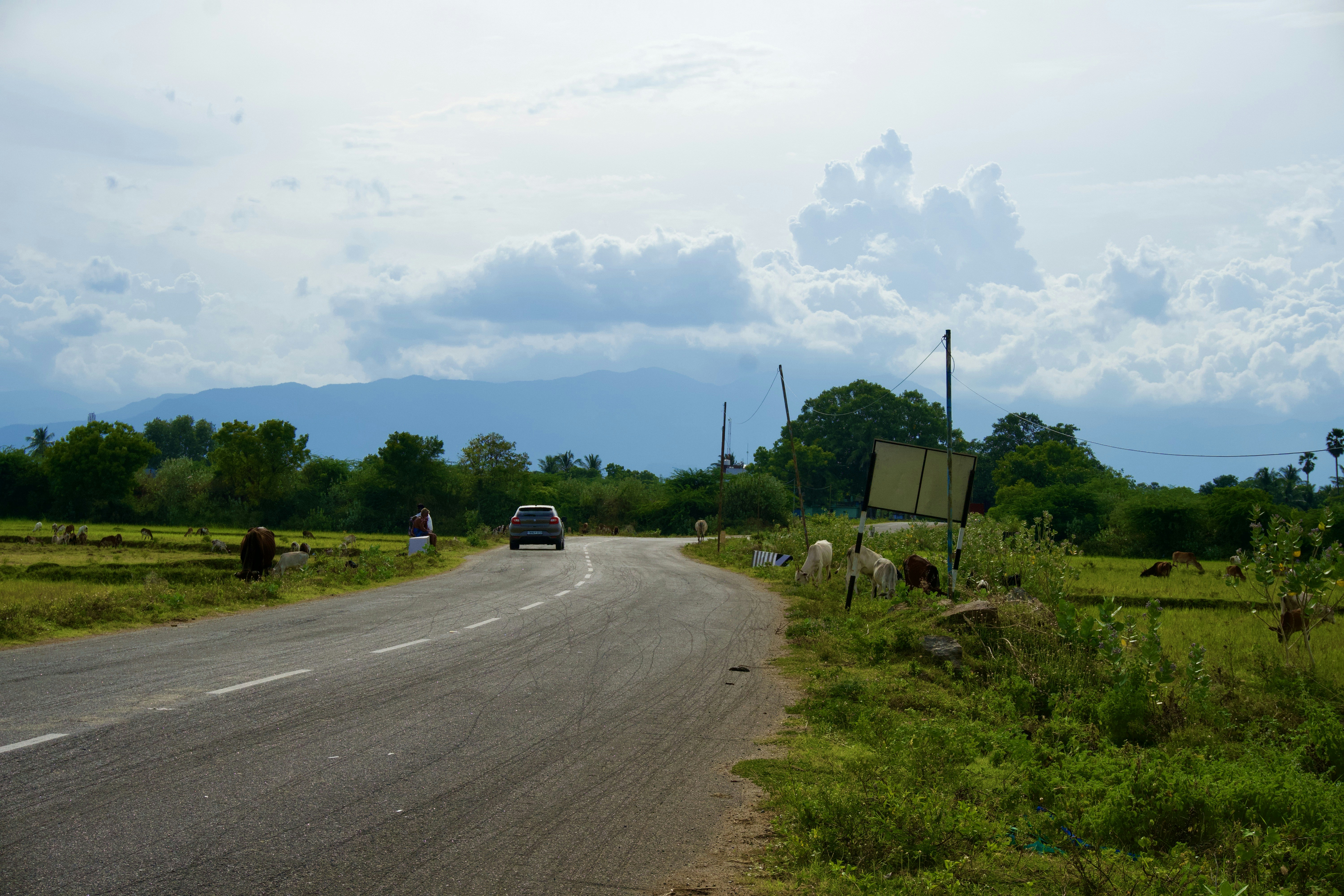 a car driving down a road with a herd of cattle