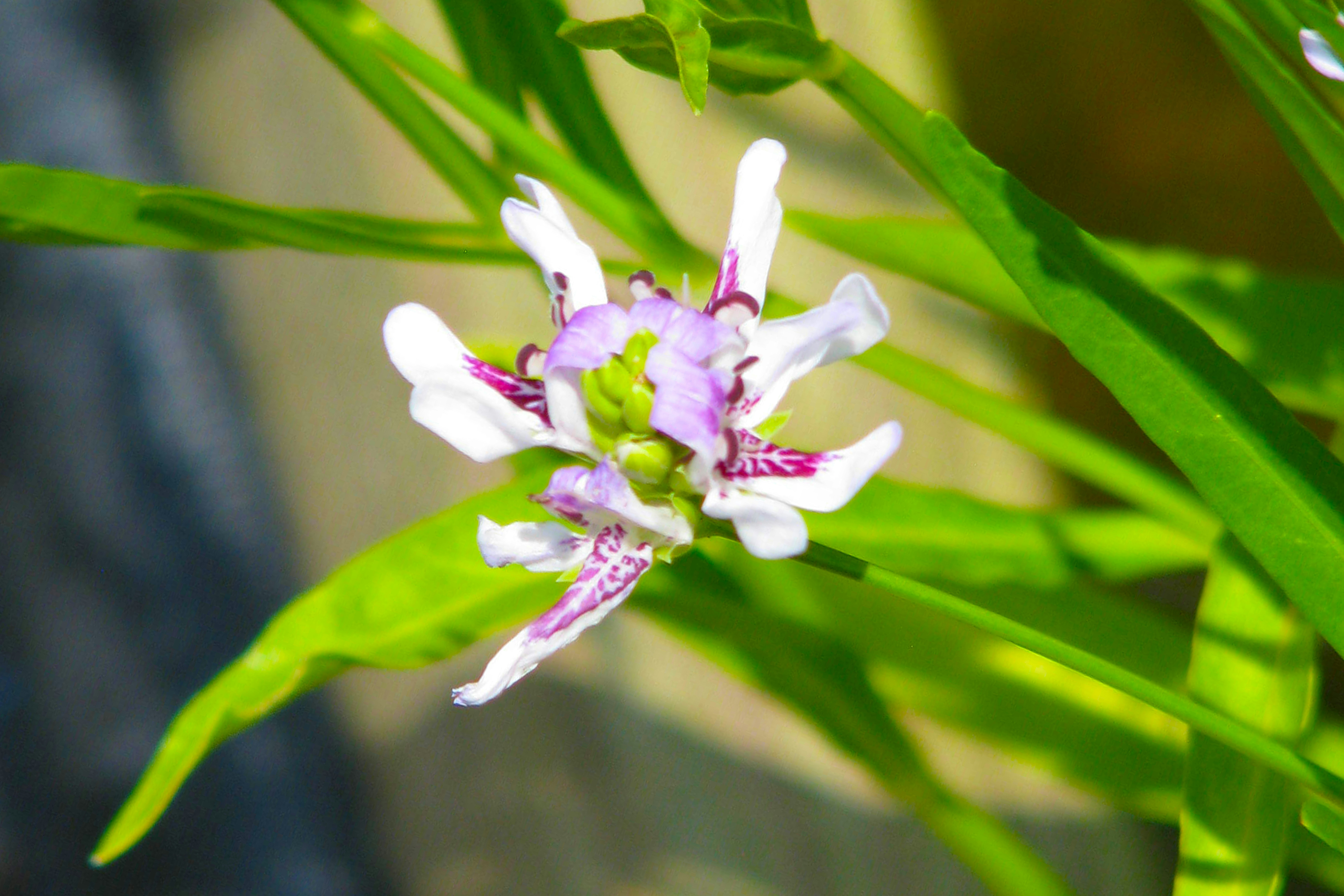 Photo by flowerpowerranger