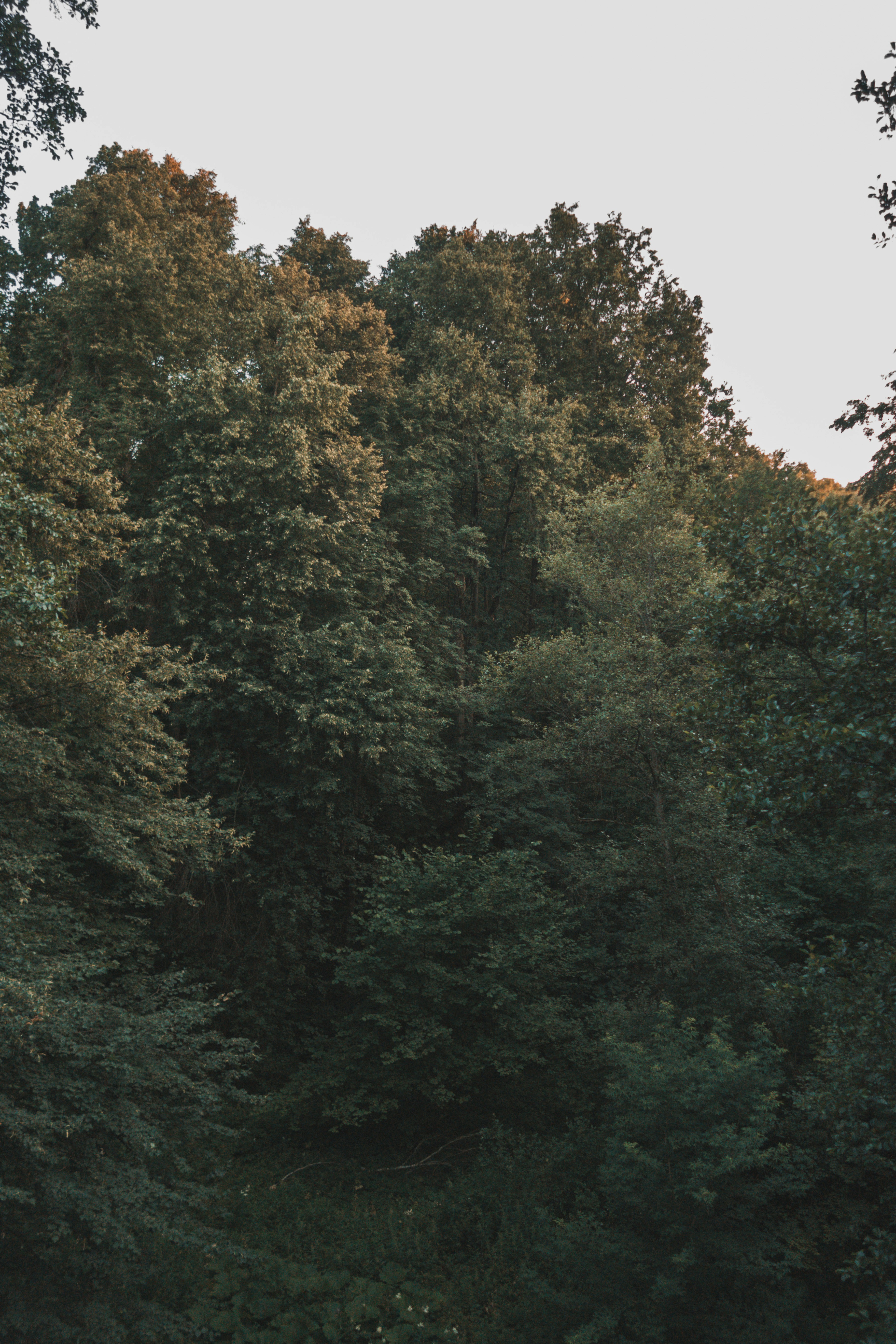 Dark green forest trees near a sunset