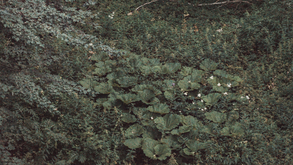 a patch of green plants
