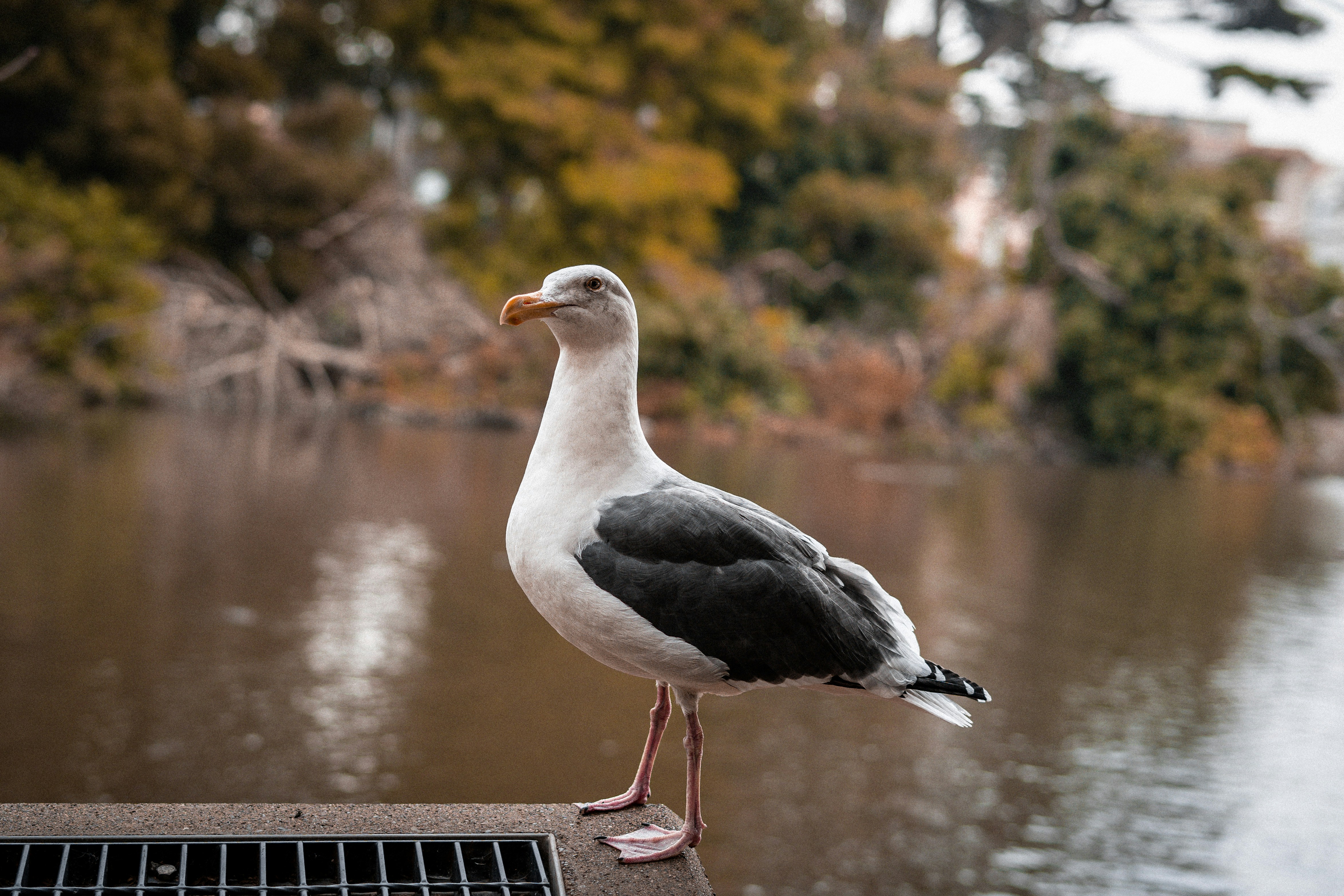 Photo by guardiolahtx