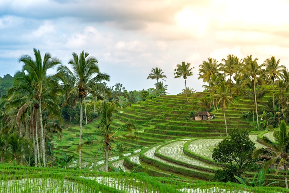 a green landscape with palm trees