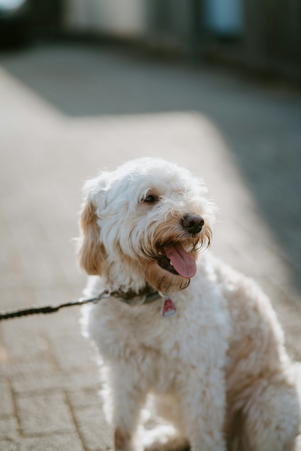 a dog on a leash