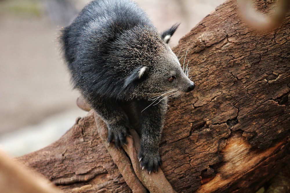 a raccoon on a tree
