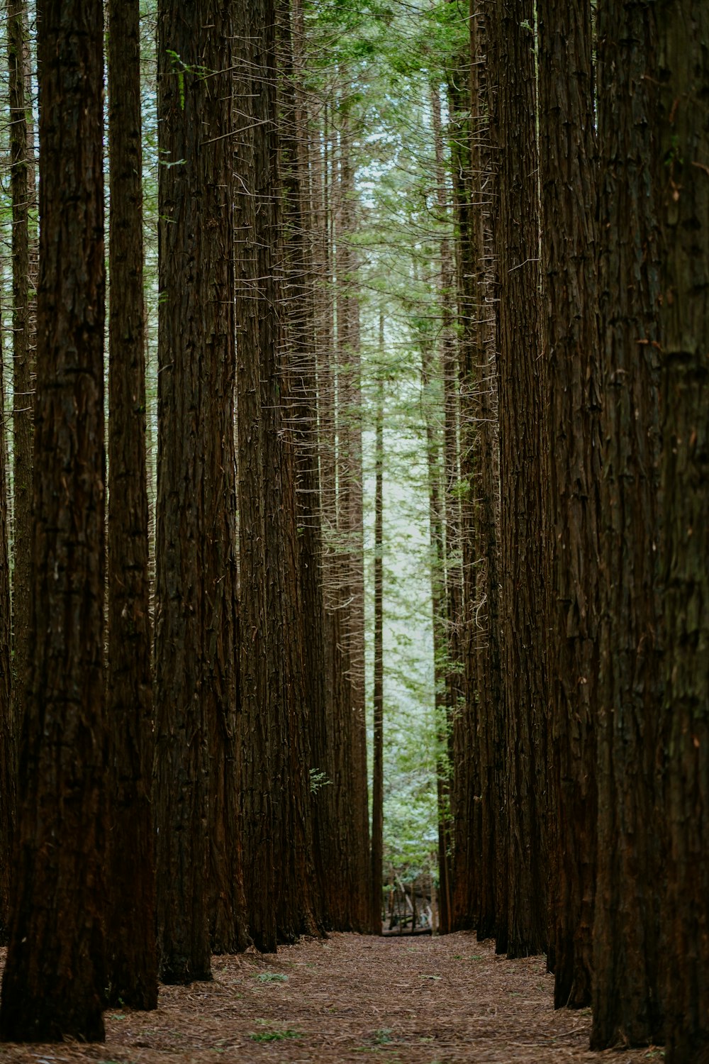 a group of trees