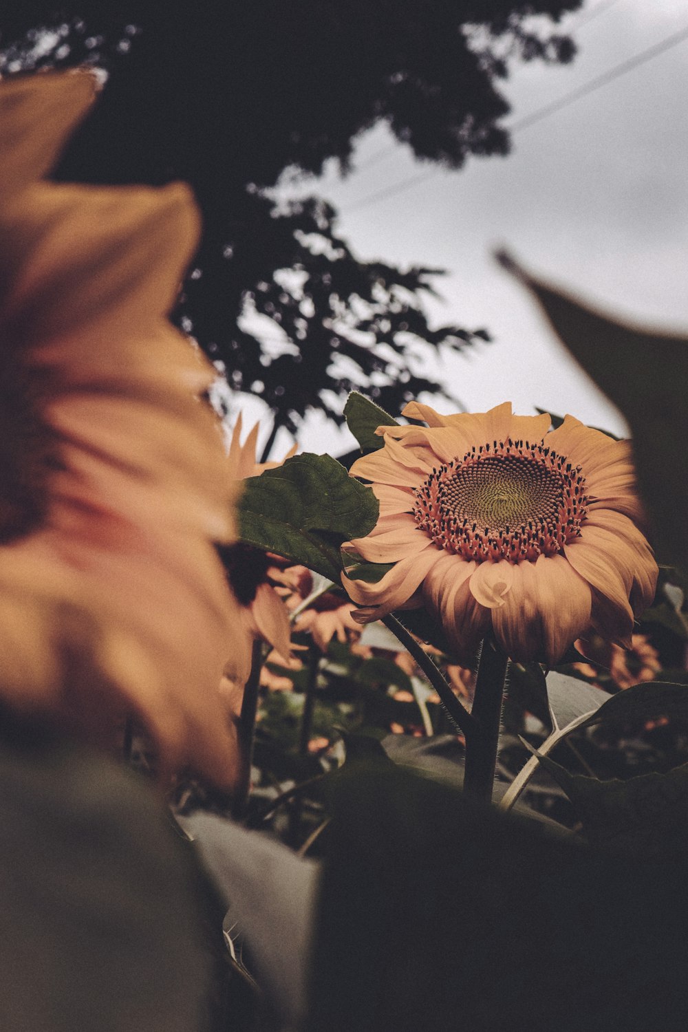 a close up of a flower