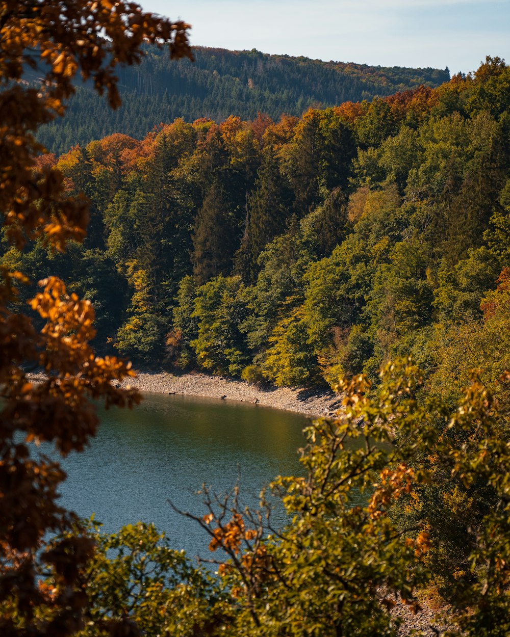 a river surrounded by trees