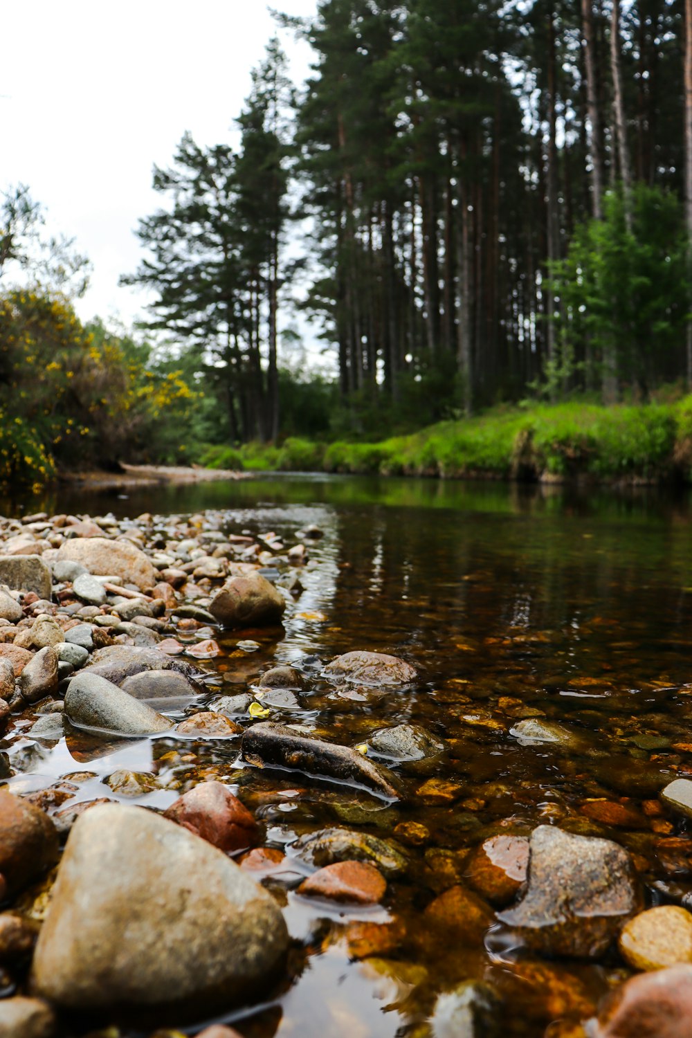 a river with rocks and trees