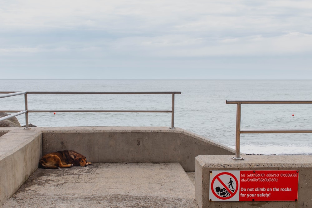 a sea lion lying on a concrete ledge next to a sign