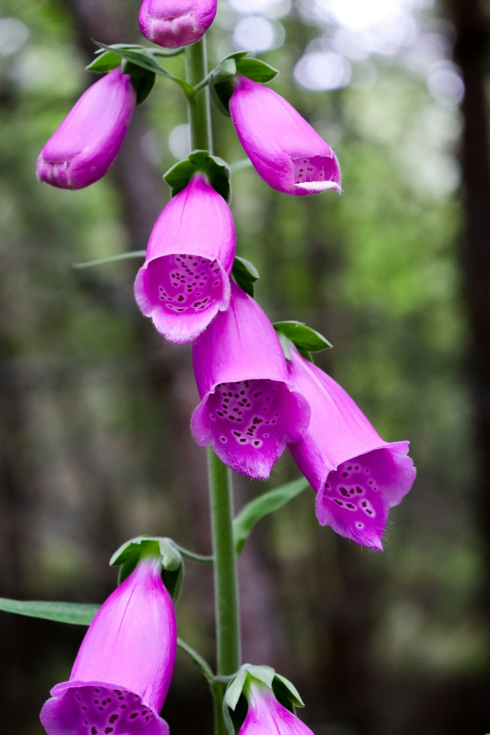 a close up of a purple flower