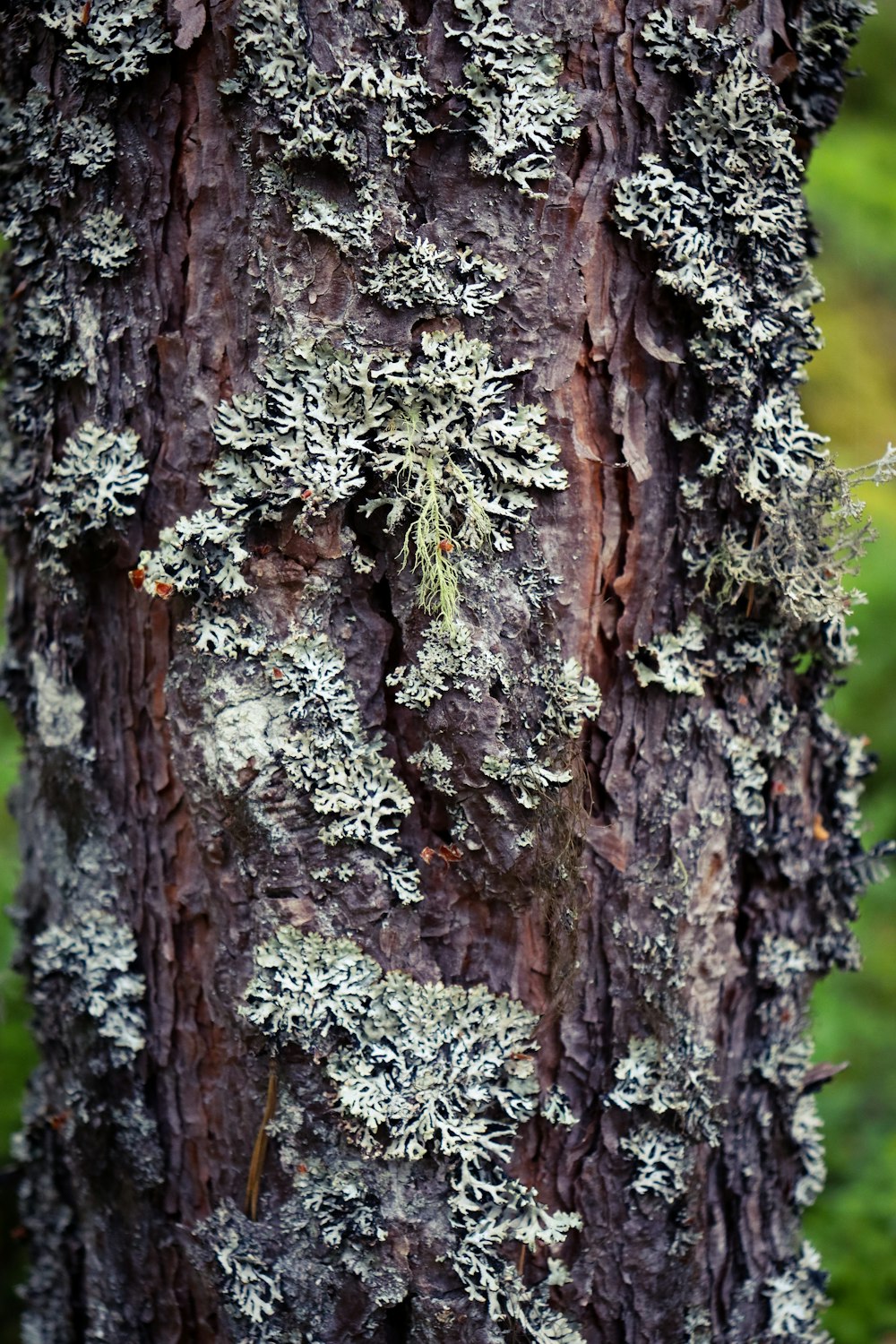 Un primer plano del tronco de un árbol