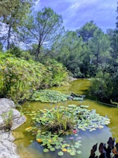 Watershed management pond created by Pukaar Udaipur in Rajasthan, India under Permaculture Farming