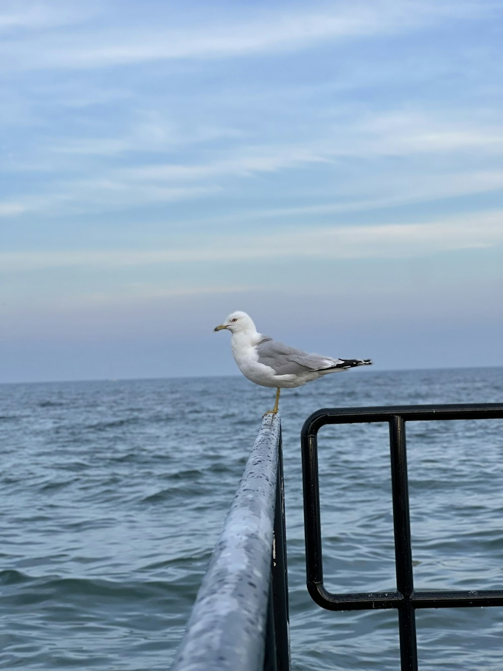 Une mouette sur une balustrade