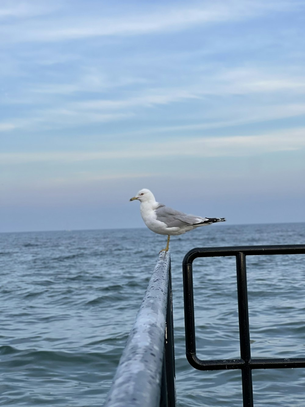 uma gaivota em um corrimão