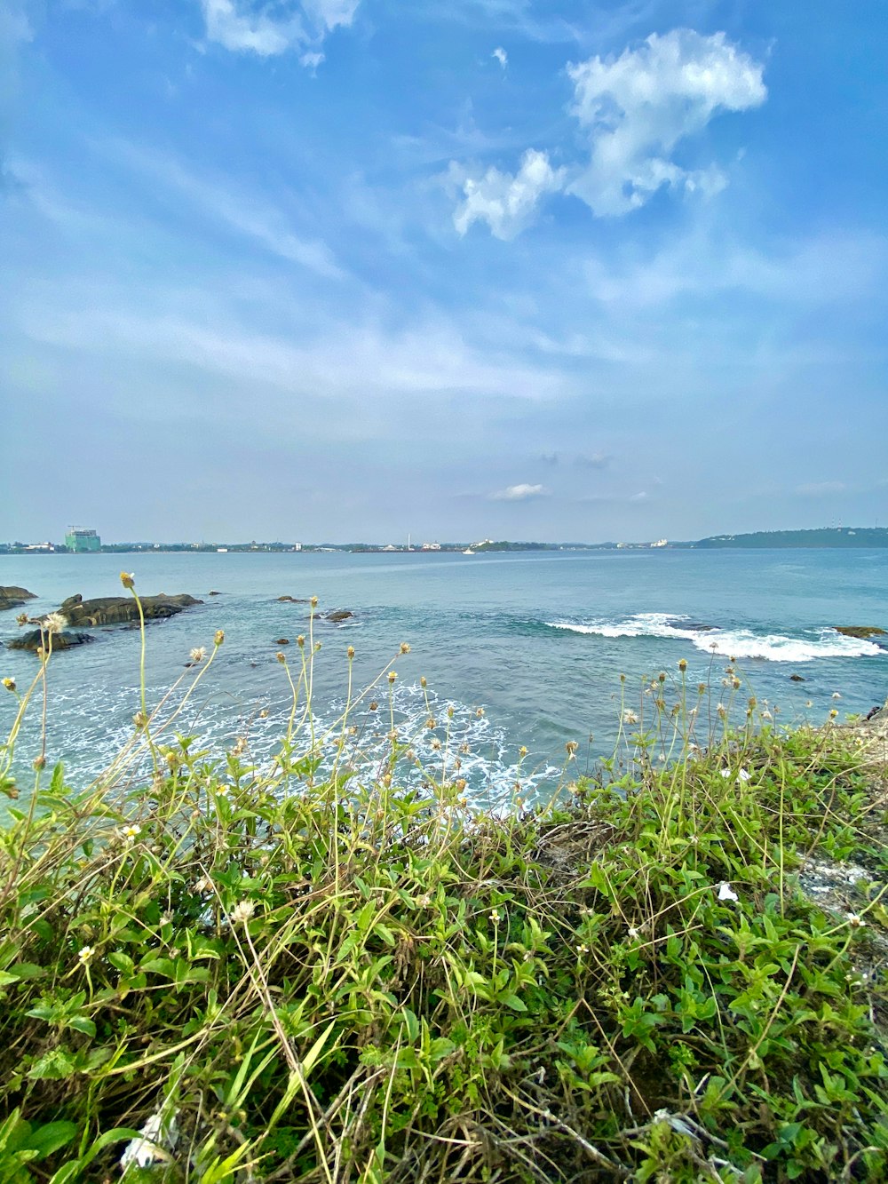 a body of water with plants and rocks in it