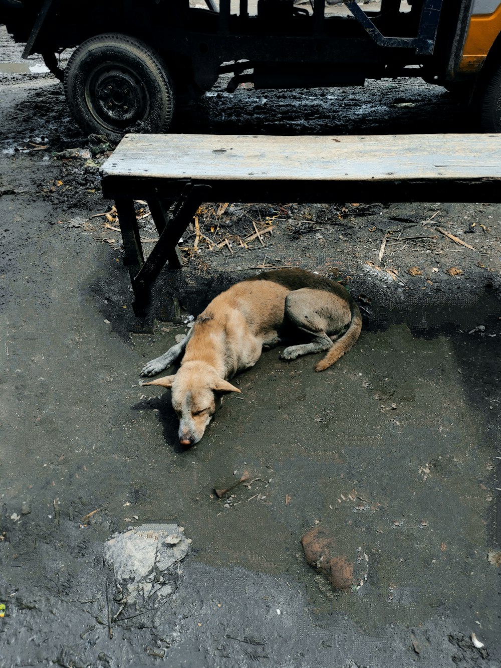 a dog lying on the ground