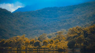 A serene forest landscape showcasing the beauty of nature.