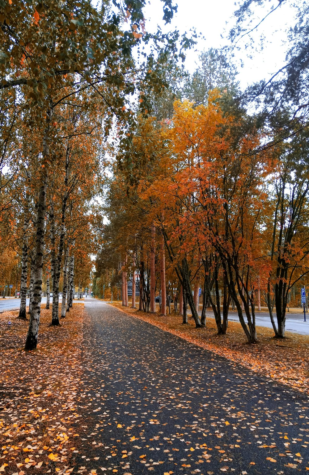 a road with trees on either side