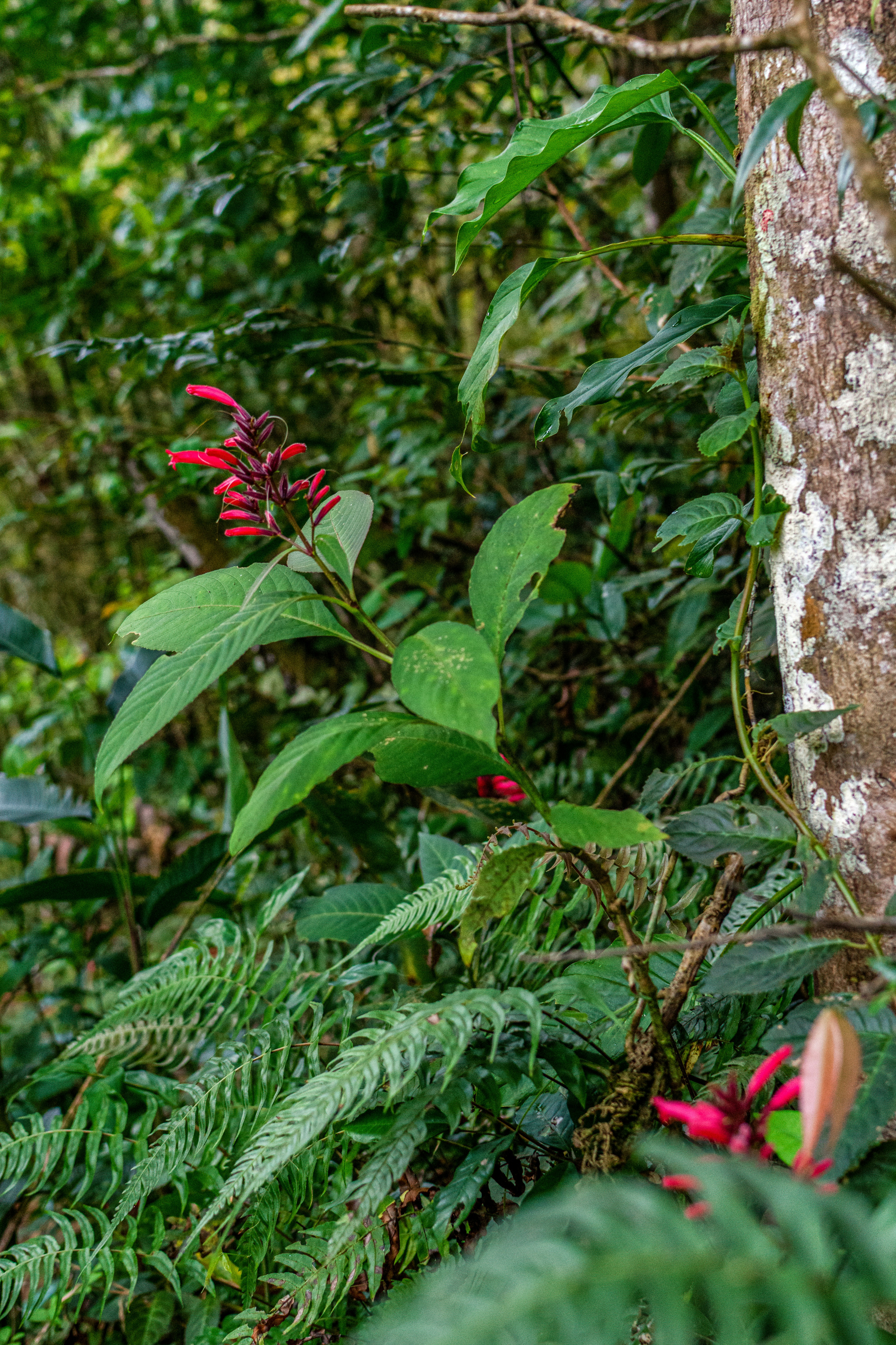 une plante aux fleurs rouges