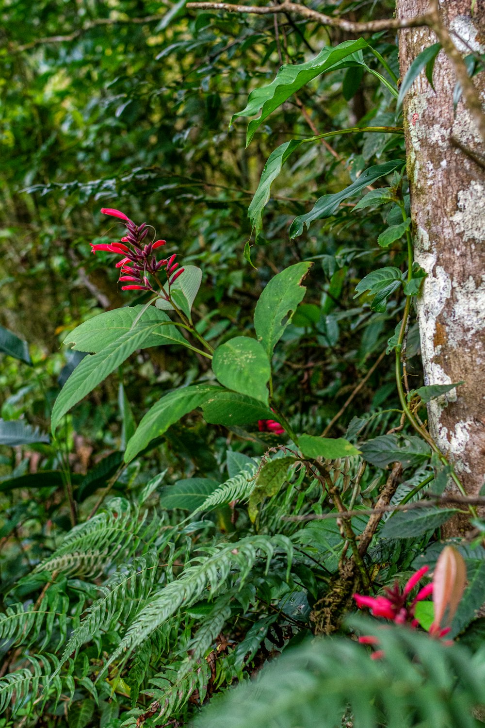 a plant with red flowers