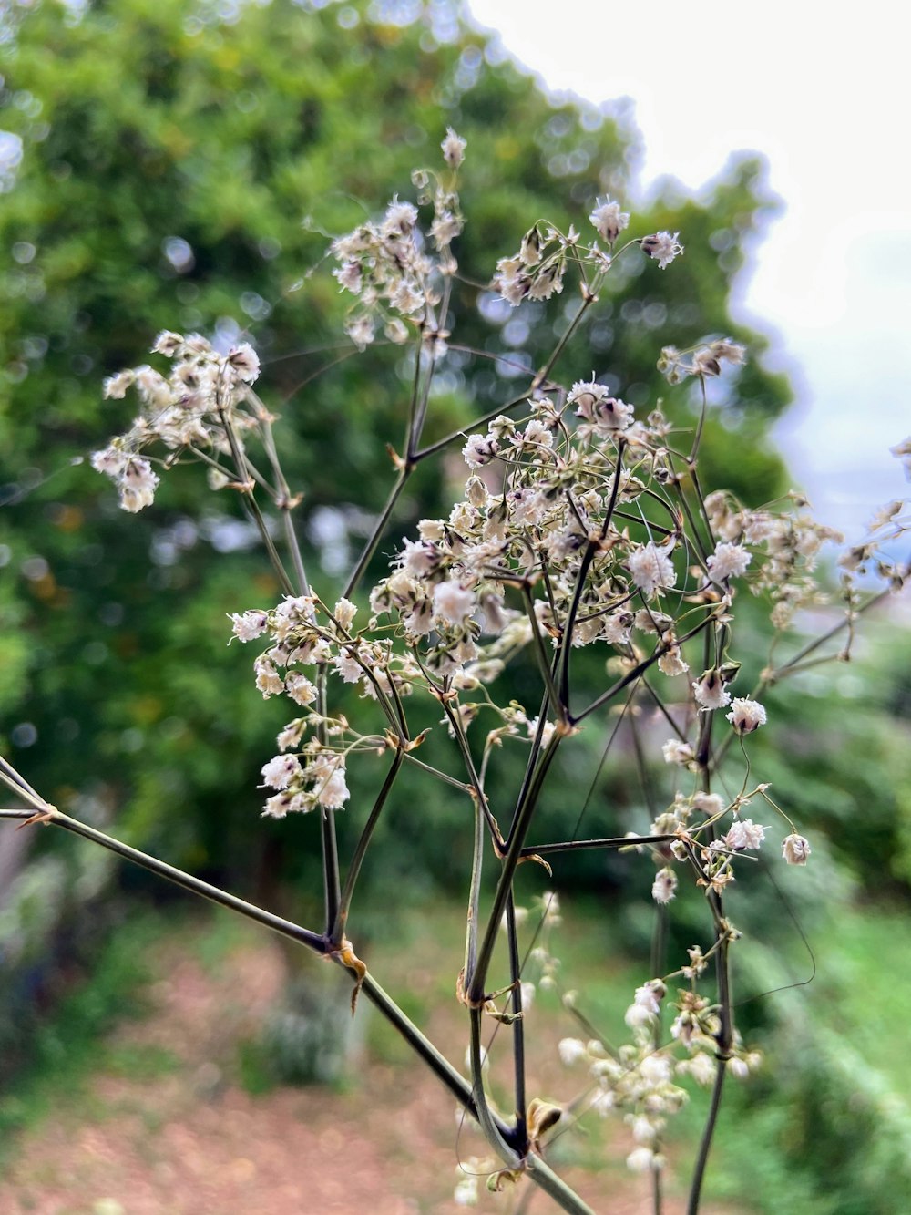 a close up of a tree branch with white flowers