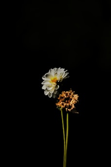 a group of white flowers