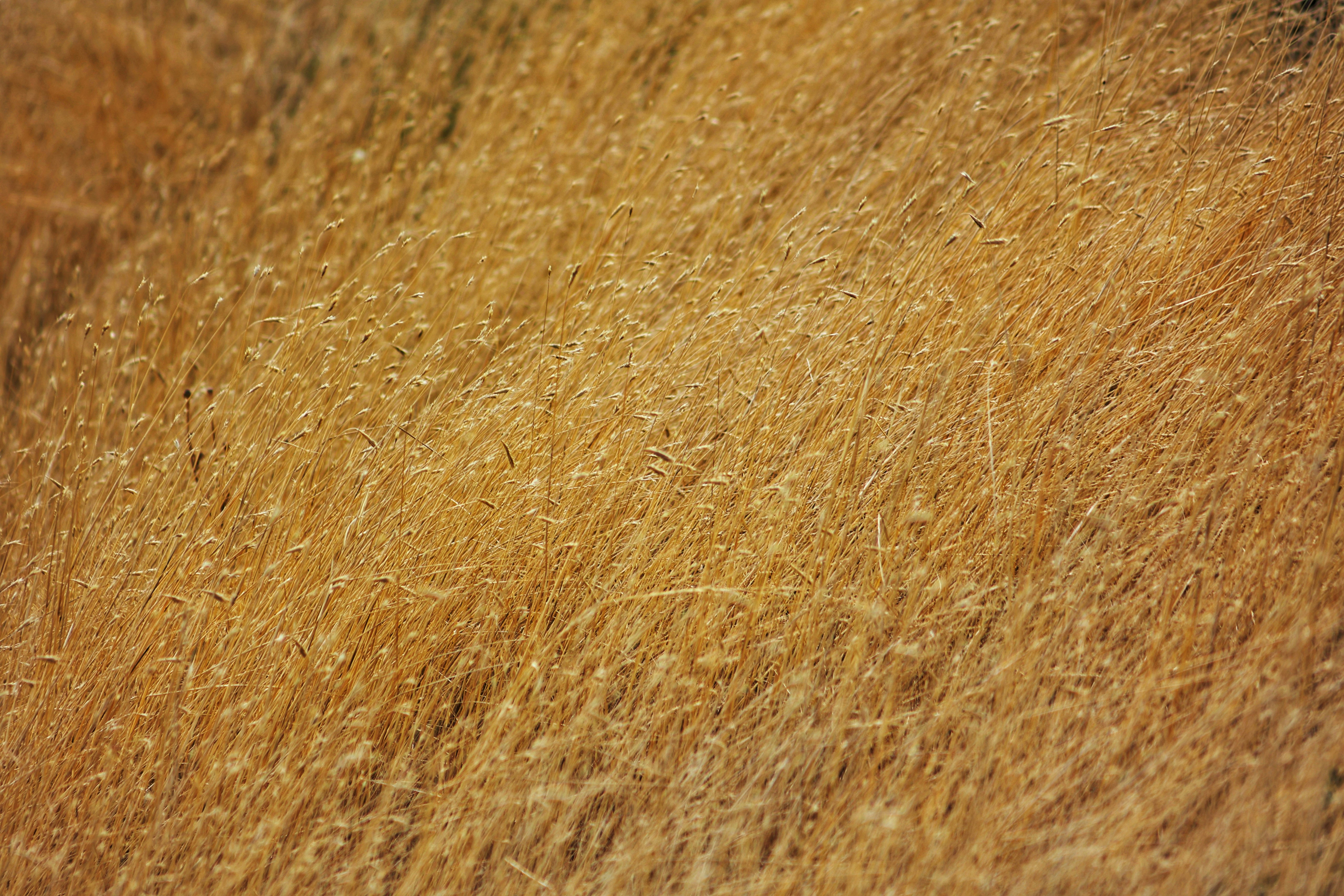 Photo by joshua_hoehne