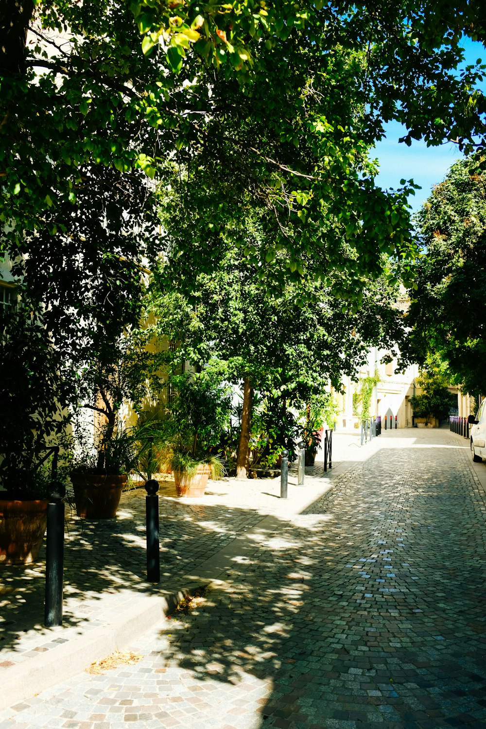 a path with trees on the side