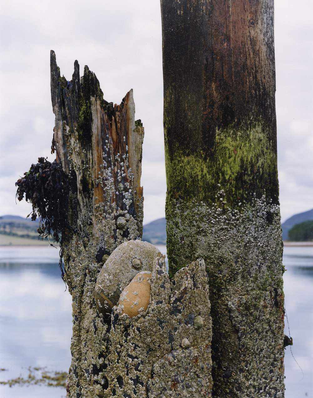 a tree stump with a face carved into it