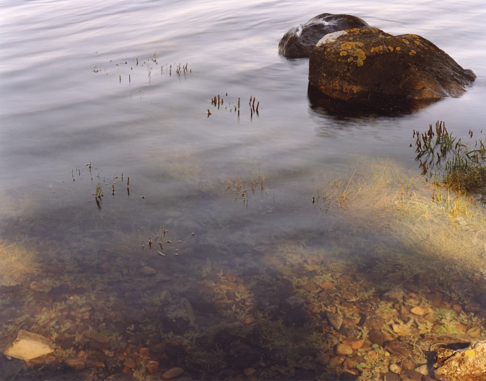 a body of water with rocks and plants around it