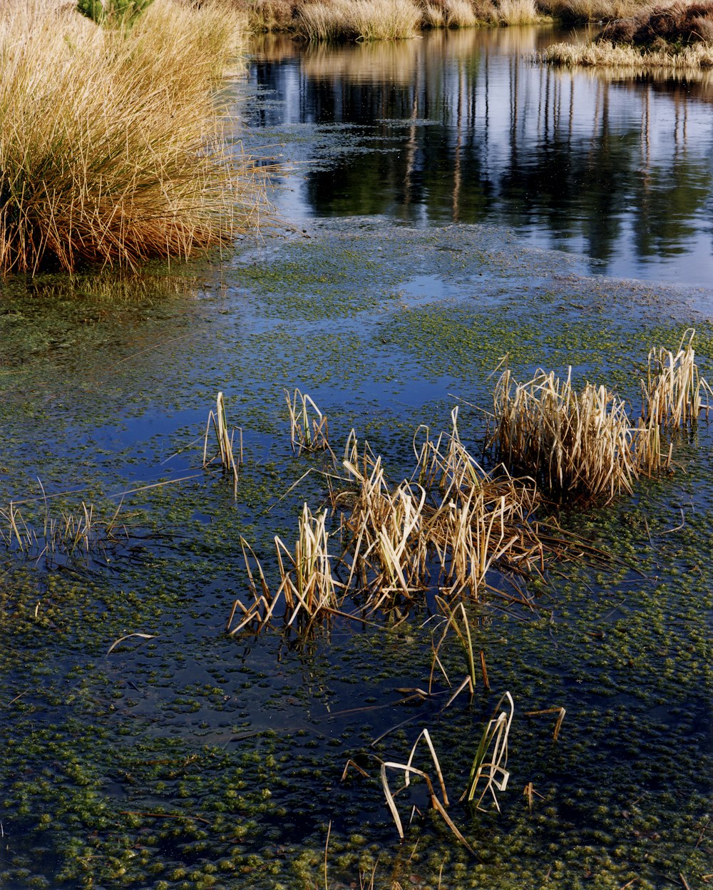 a body of water with grass growing in it