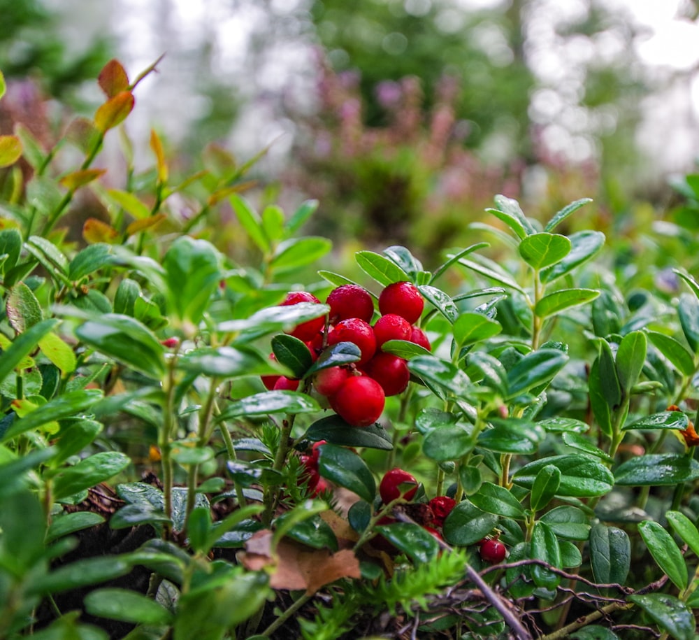 a close up of some berries