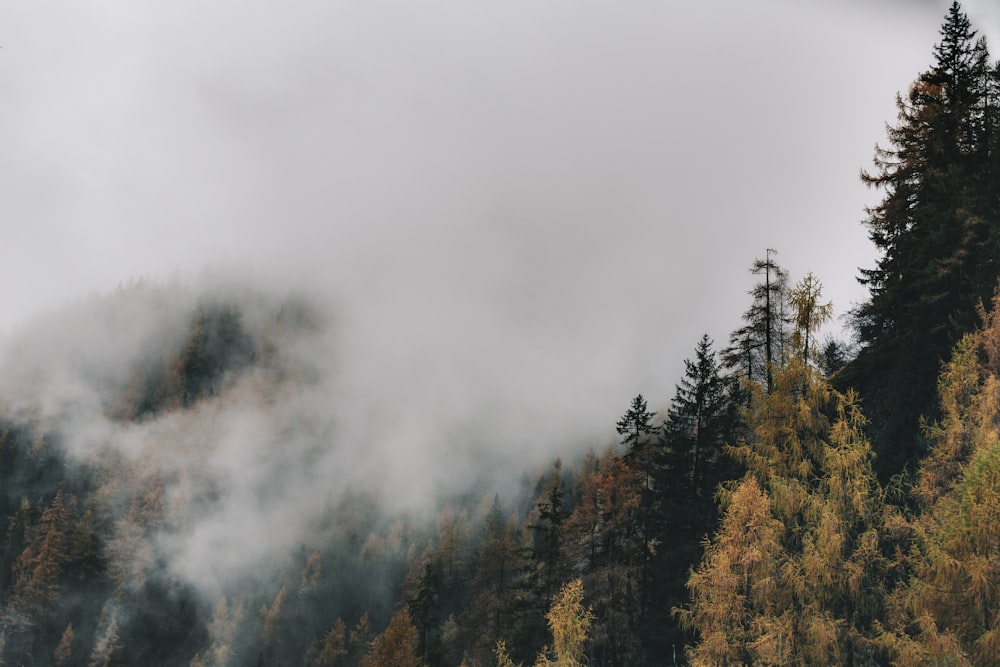 a forest of trees