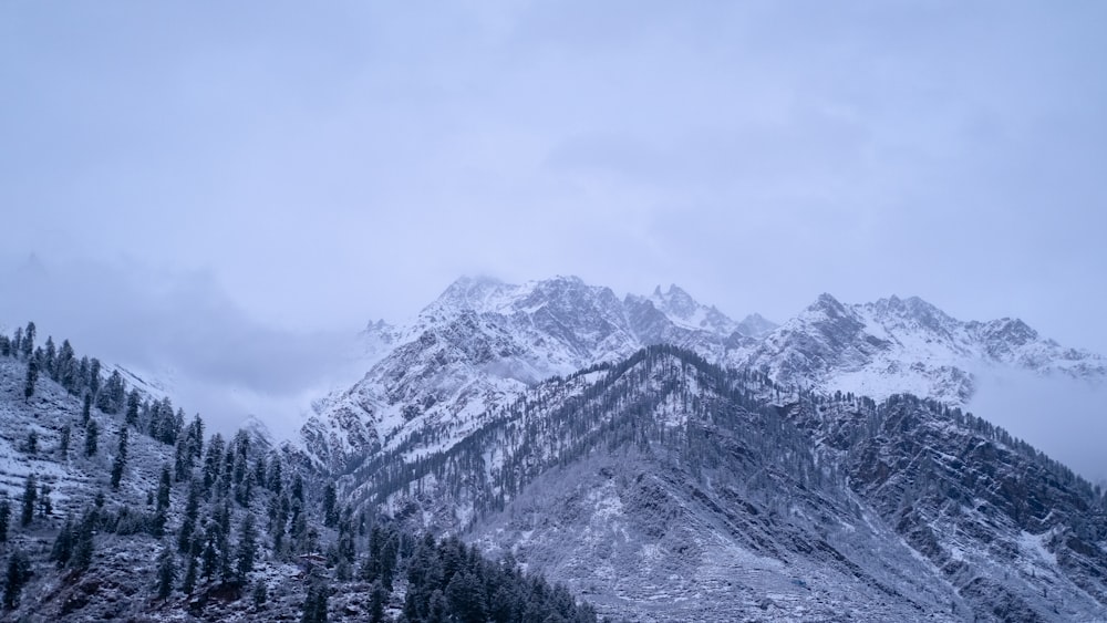 a snowy mountain with trees