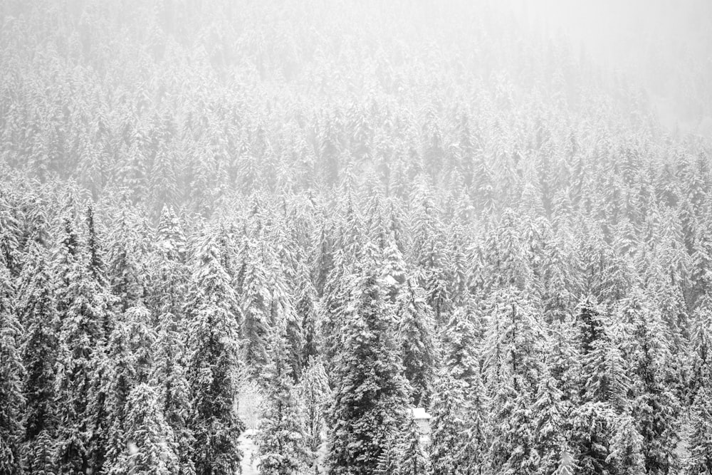 a forest of trees covered in snow