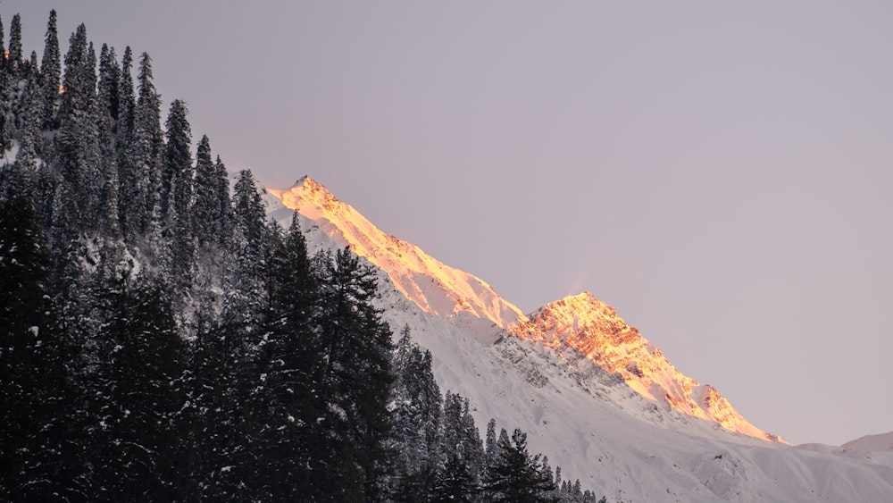 a snowy mountain with trees