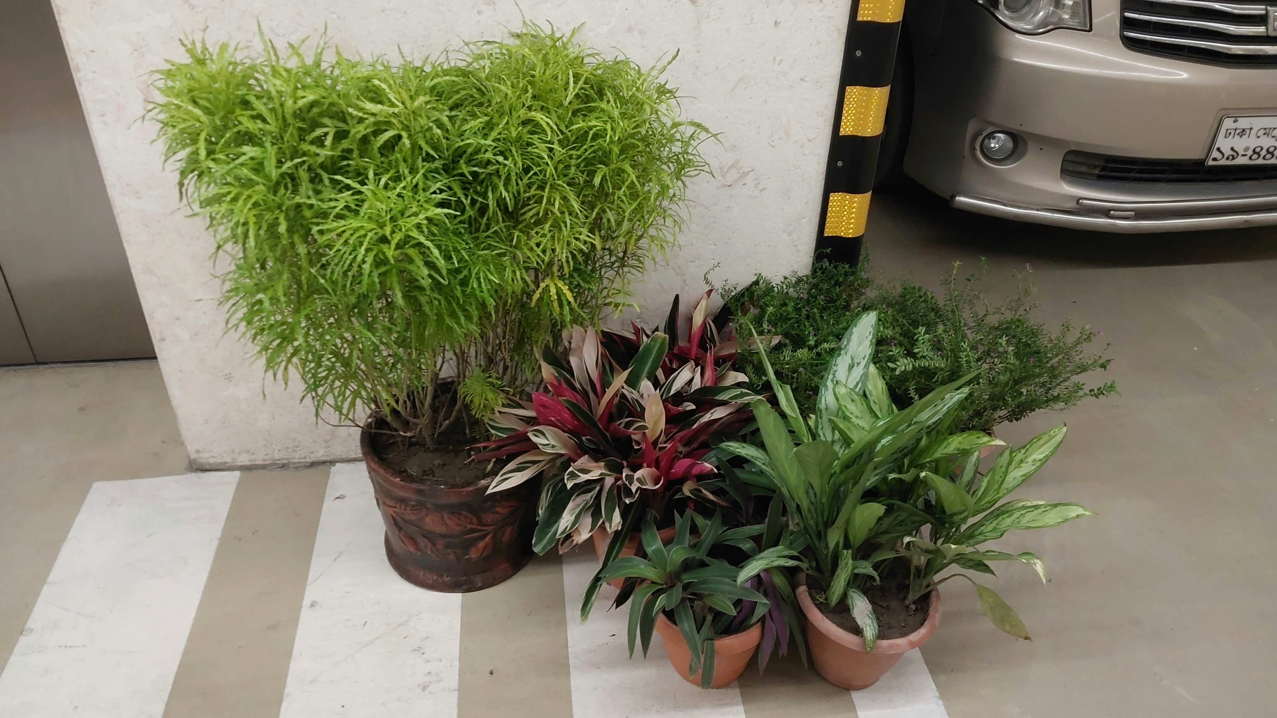Group of potted plants
