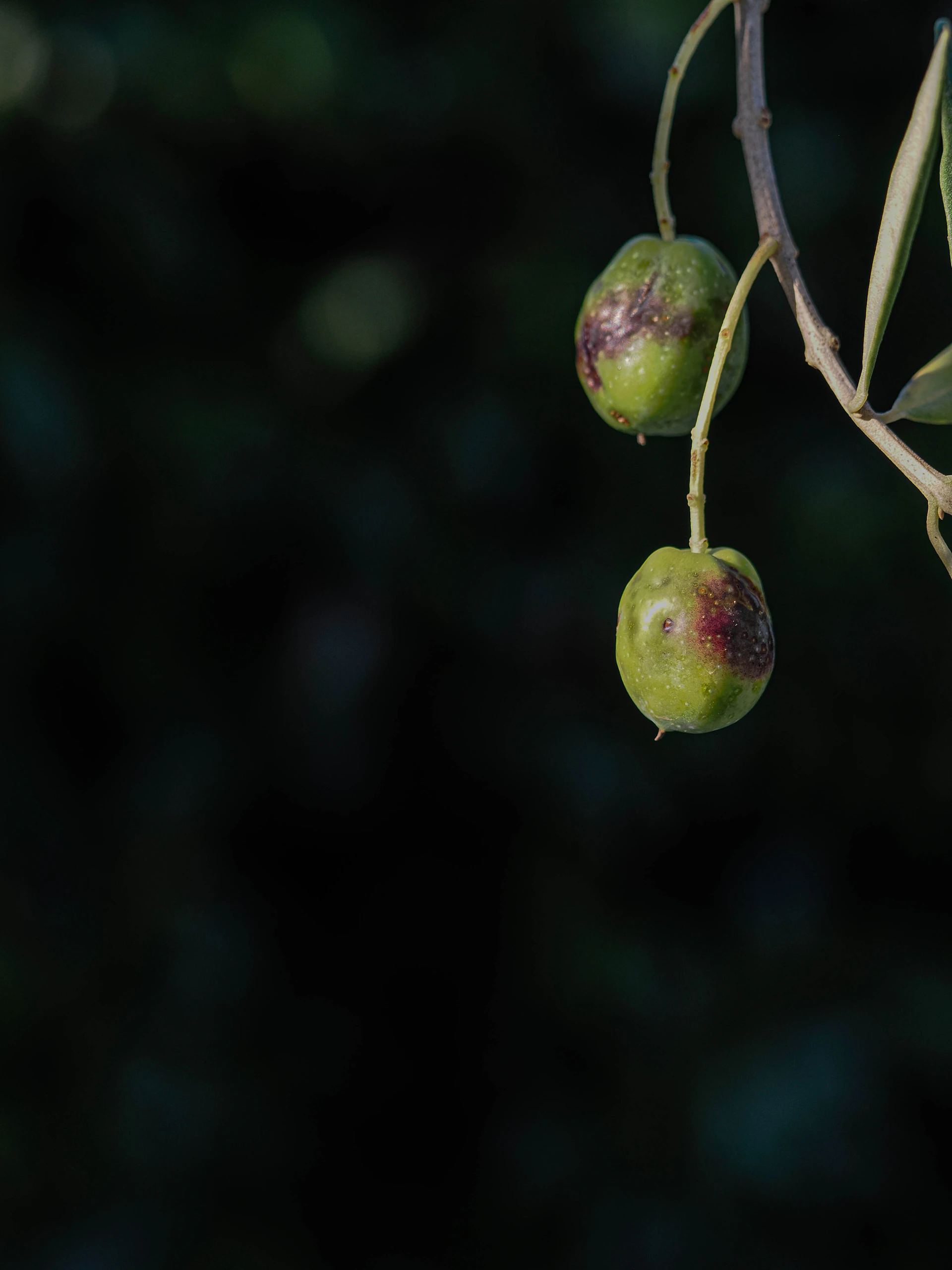 a few green fruits on a tree