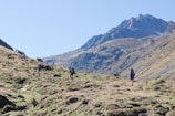 A group of hikers exploring a mountain landscape.