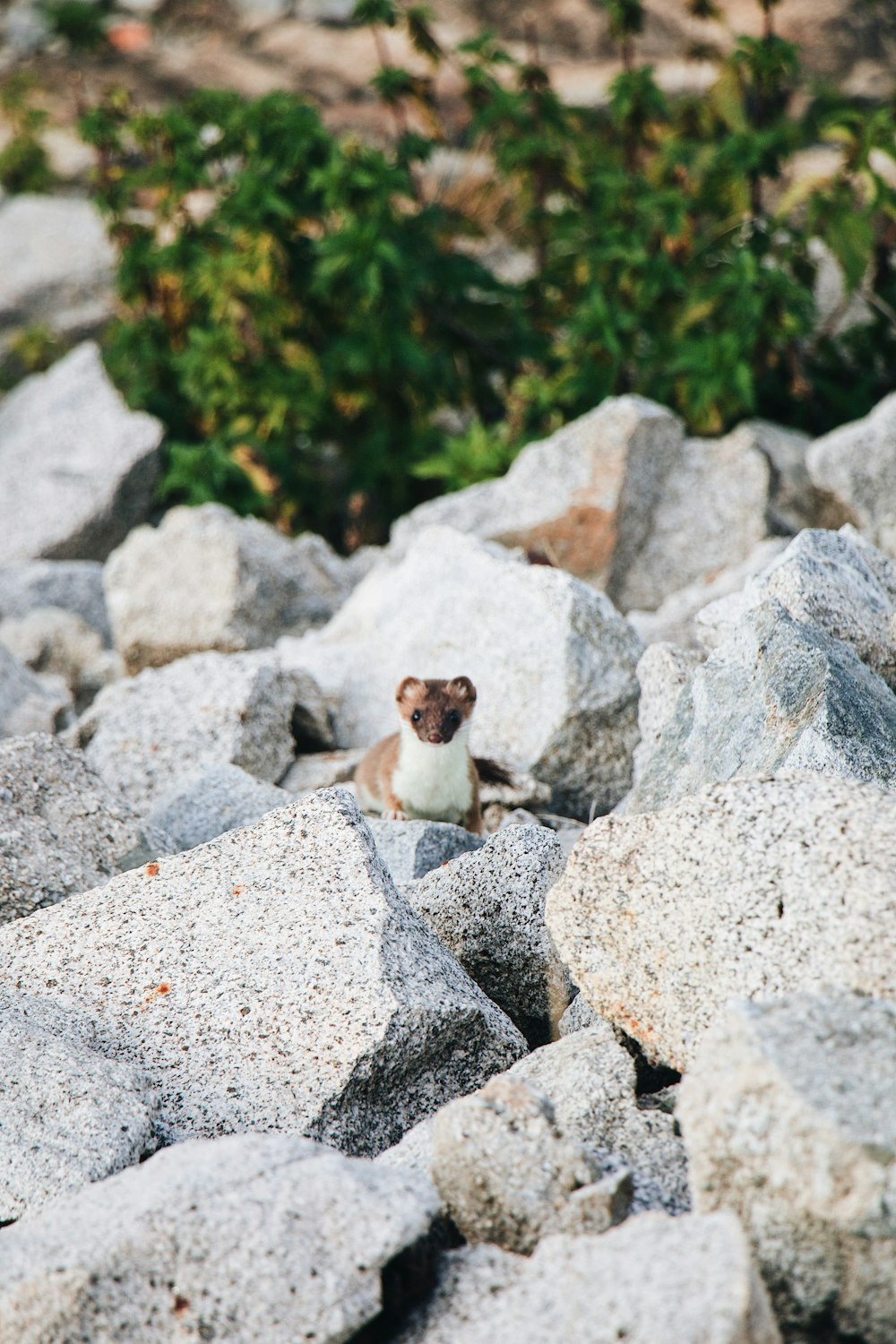 um pequeno animal em rochas