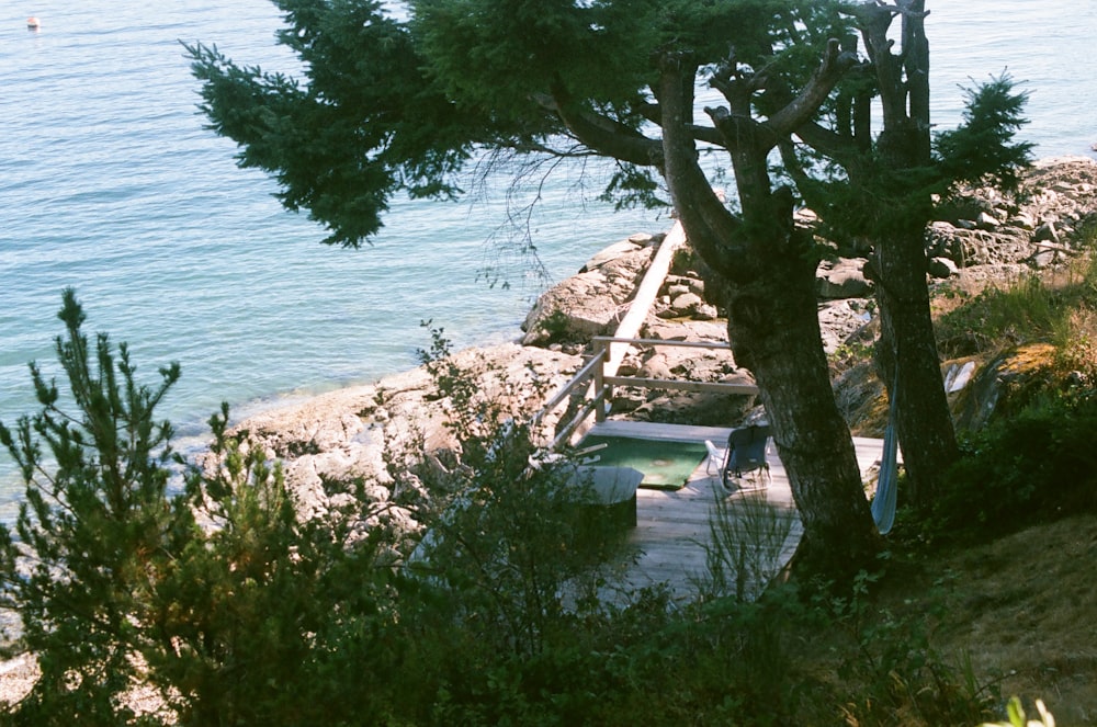 a tree next to a body of water