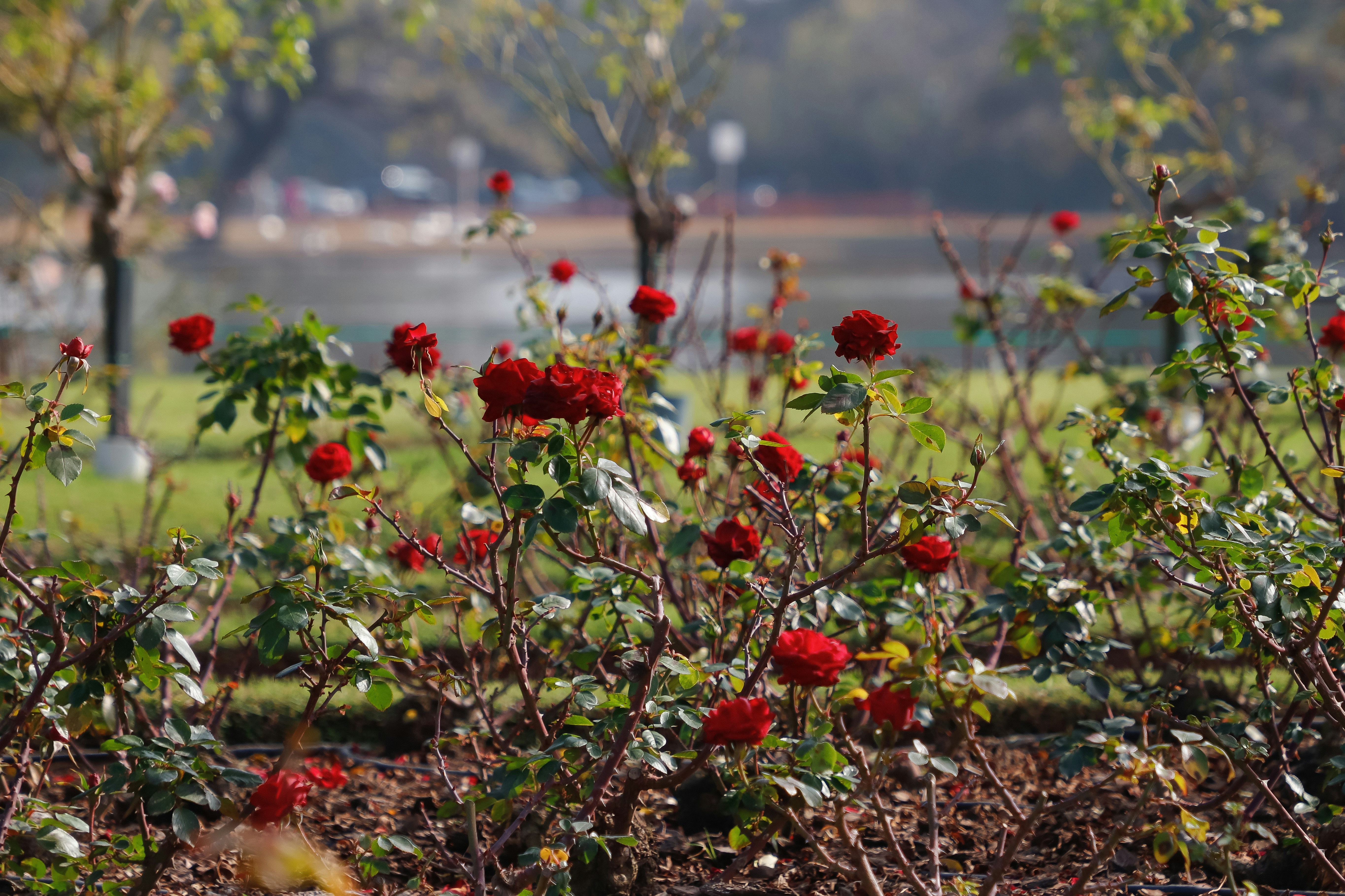 a field of red flowers