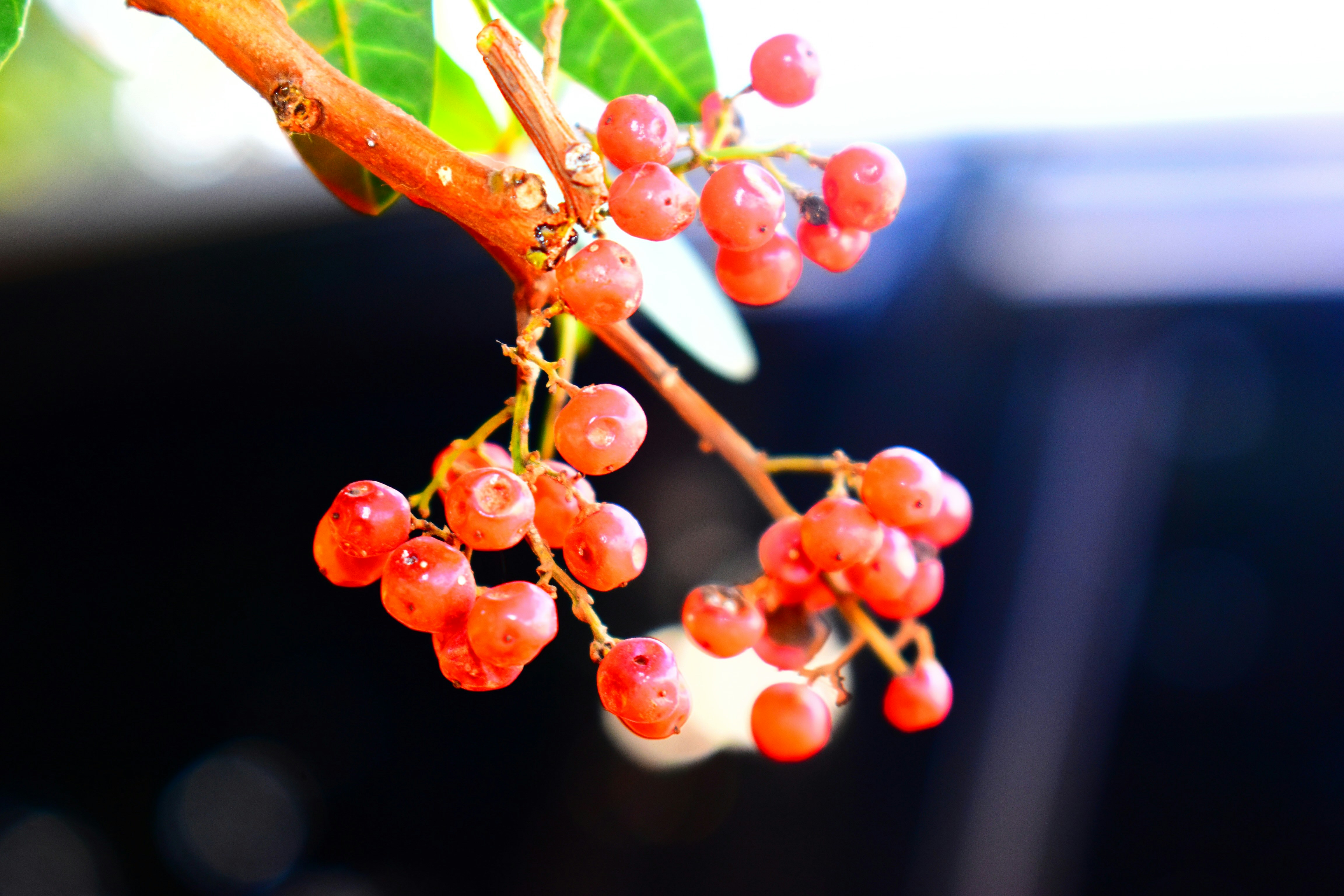 close-up of a branch with berries