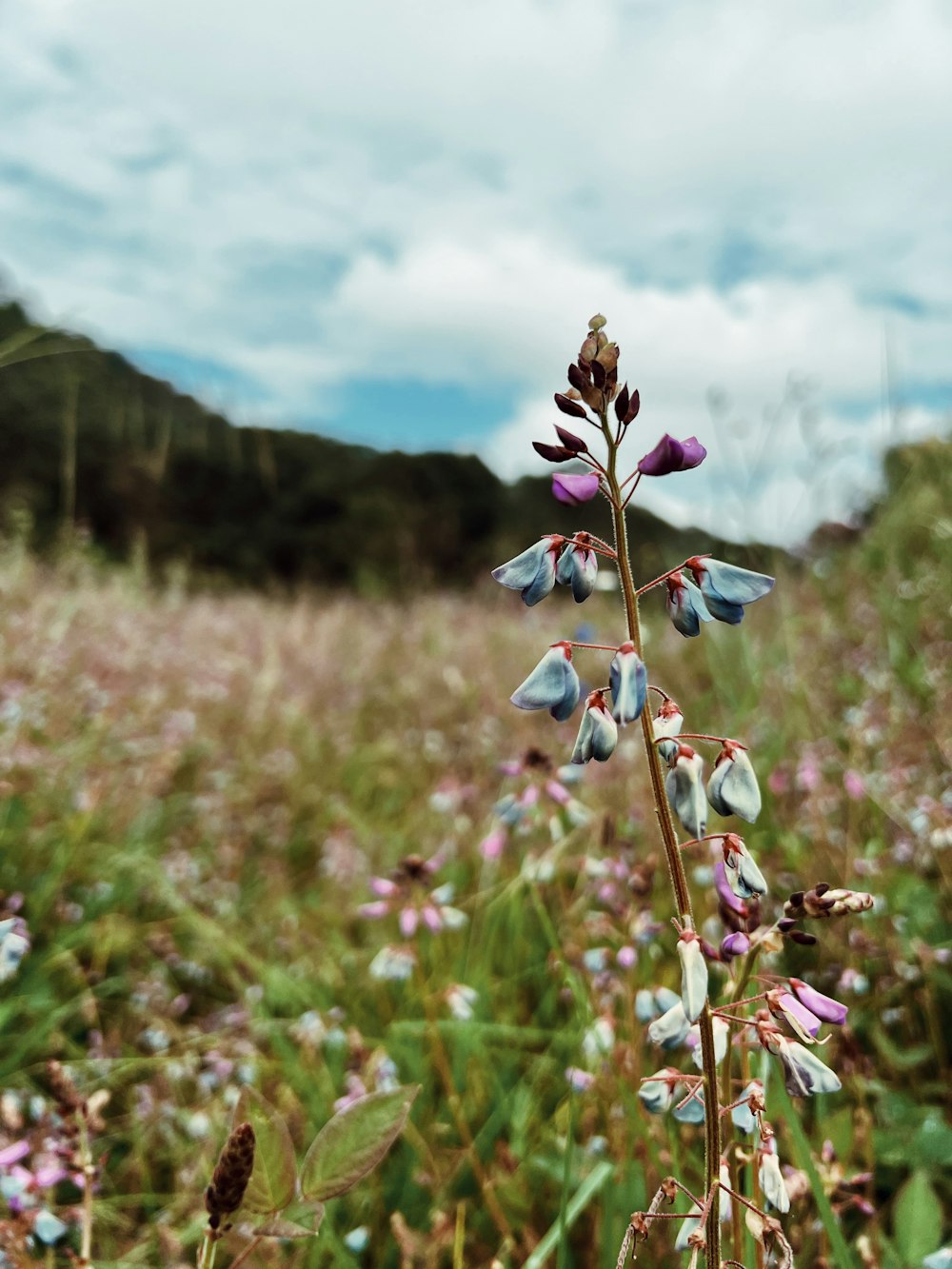 Gros plan d’une fleur