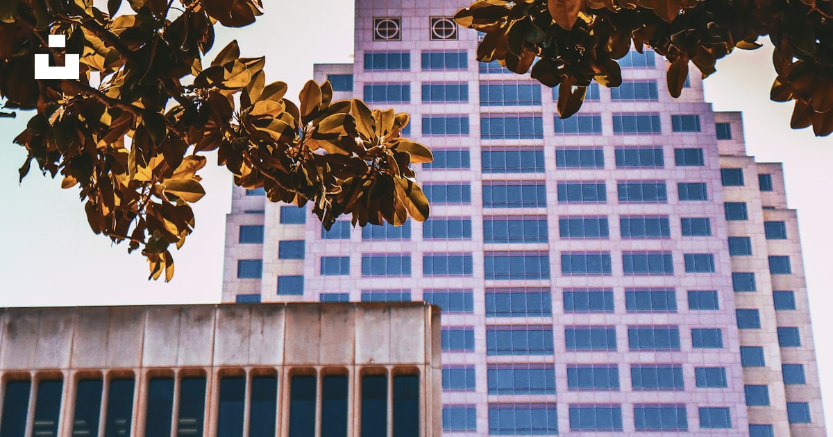 A tree with a building in the background photo – Free Office building ...