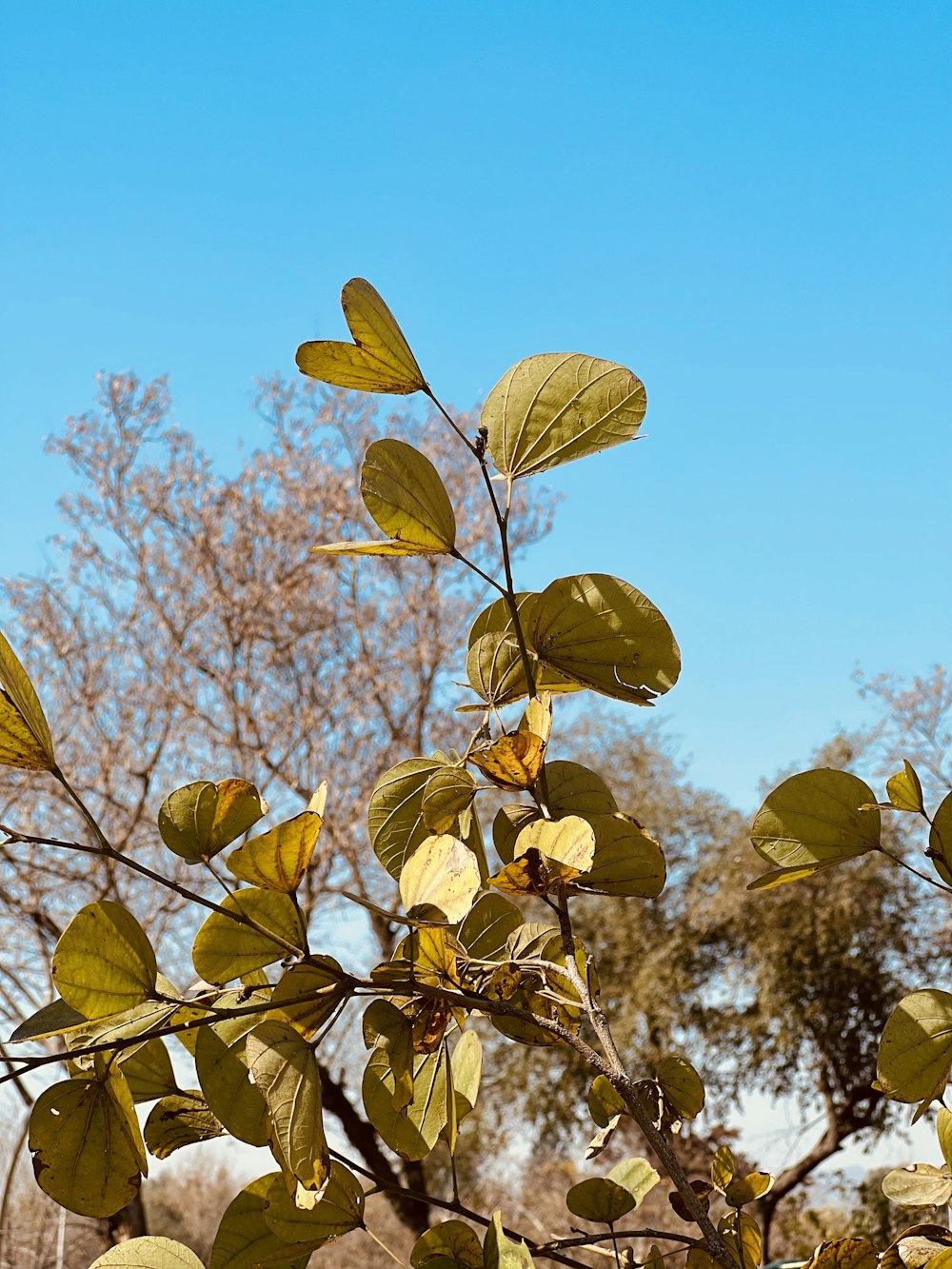 a tree with yellow leaves