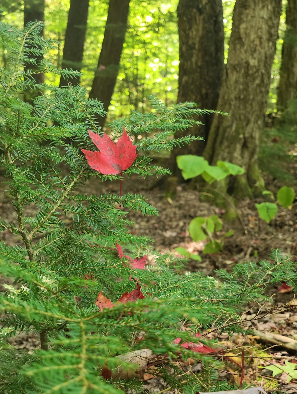 a red flower in the woods